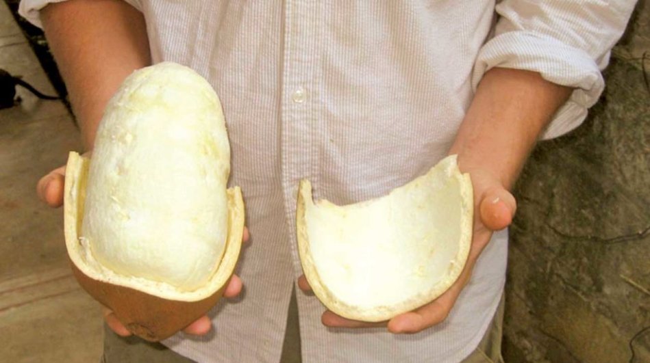 Bioemprende_Ec's tweet photo. La producción de #copoazú, #camucamu y otros frutos amazónicos, una alternativa para el desarrollo de la #bioeconomia en la cuenca amazónica👇👇👇👇
https://t.co/NCfe6HoSJR https://t.co/4kMER9LNwq