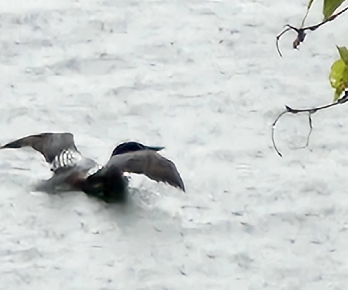 Kanethedane10's tweet photo. Spied on the cottage neighbor fishing for his breakfast in the rain.  At least he appreciates the weather! #dogs #dogsoftwitter #dogtwitter #Loon #looncall https://t.co/TdKcMicFcE
