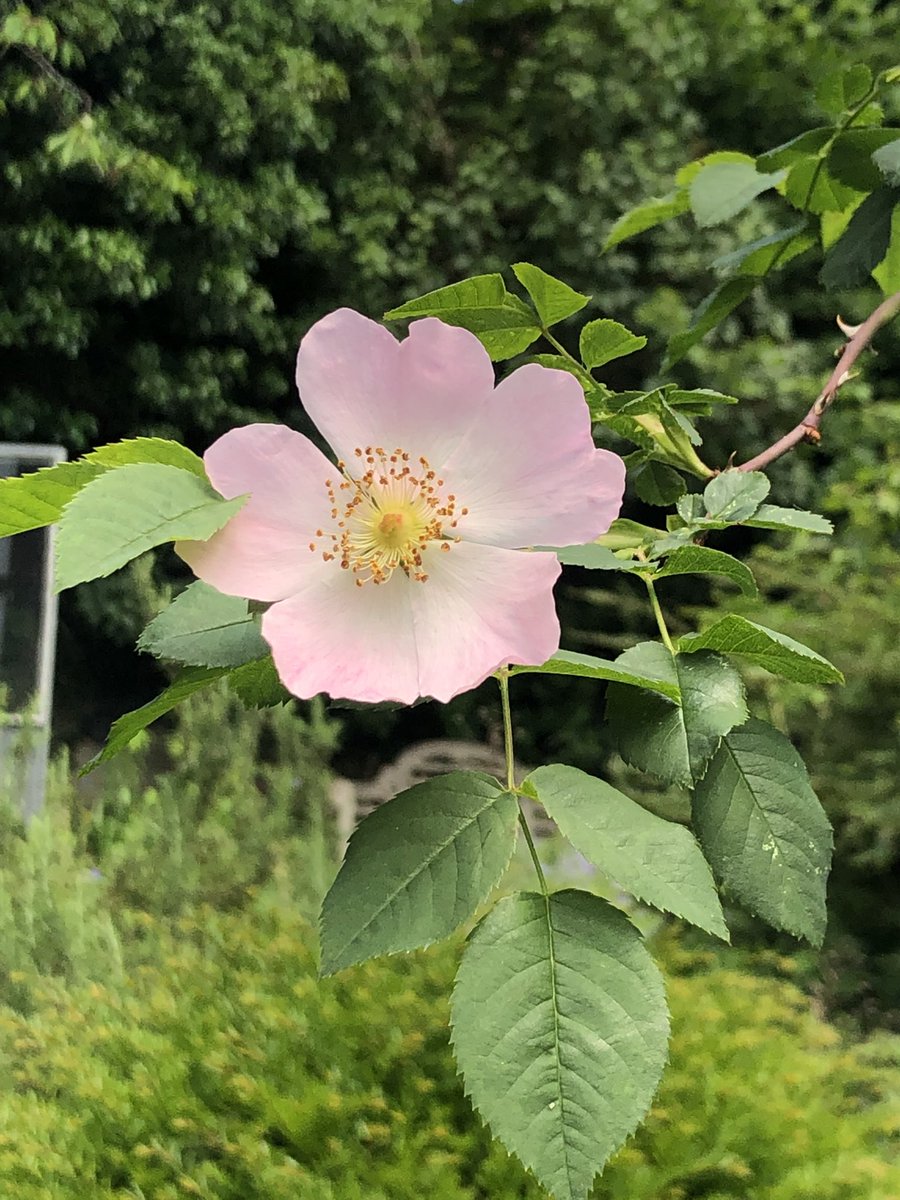 jeni_sty's tweet photo. @wildflower_hour Got caught scratched &amp; hooked @plantdefence in my own garden. Love them though https://t.co/j4znwlzNxT