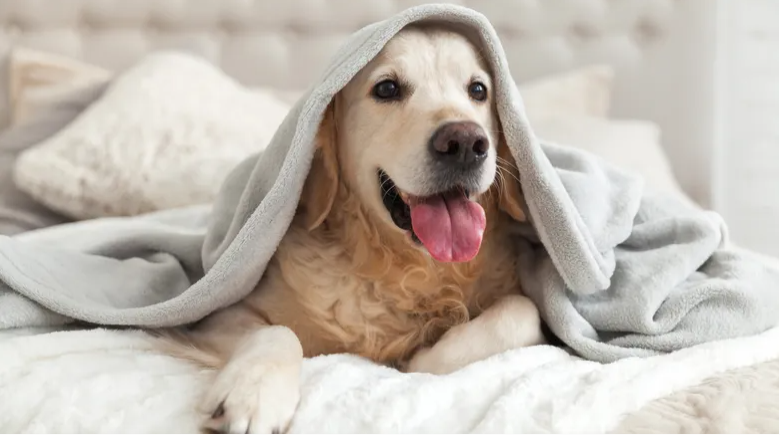 Your furry best friend needs a vacation too…. am I right??  Stay with us here at the Sheraton.  We are pet friendly!