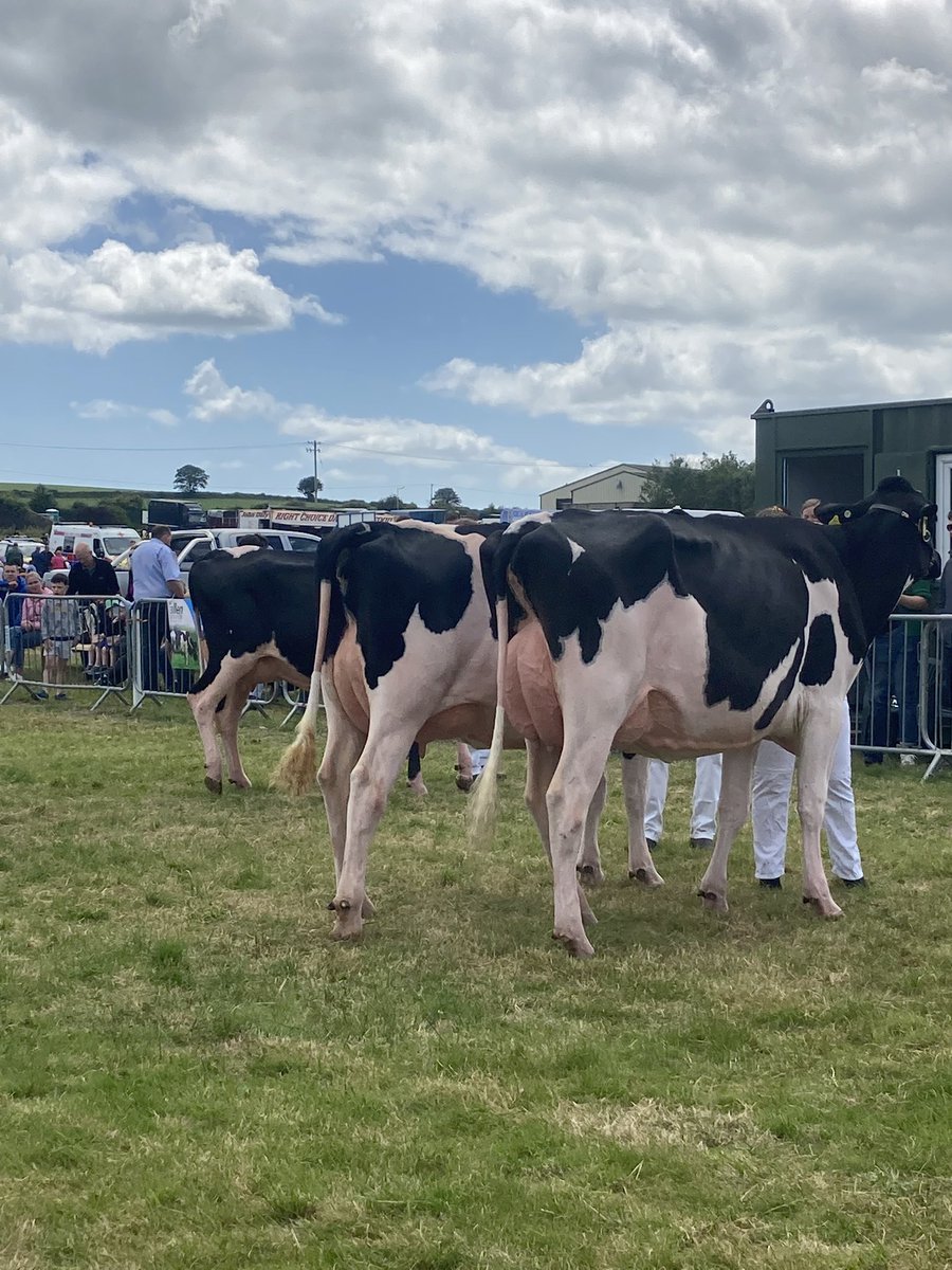 JasonHelen96's tweet photo. What a return to the shows! 1st &amp; 2nd All Ireland heifer in milk. Owning 3 of the final 5 lineup and grand champion with Eedy Crushabull Acclaim! A heifer that calved at 1yr 10 and was 2yr old in April https://t.co/yOTLIO8C3d