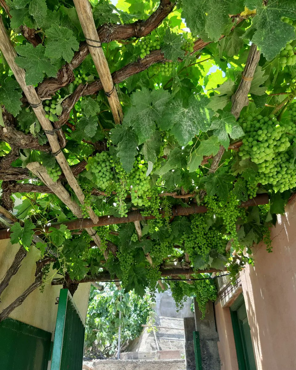 Bodega Ancón del niño Valle de Güímar #Tenerife #Canarias