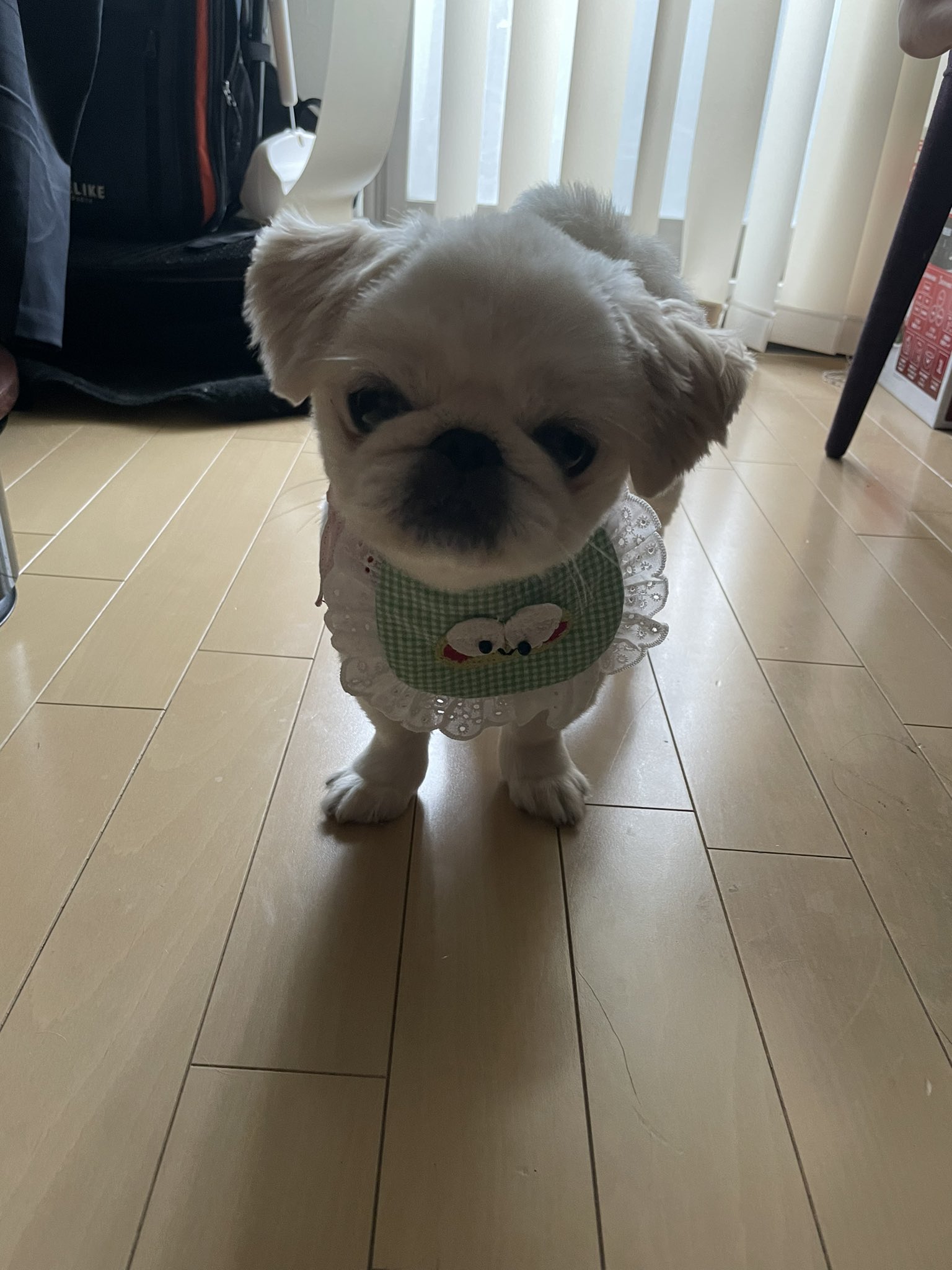 可愛い子犬 Twitter Search Twitter