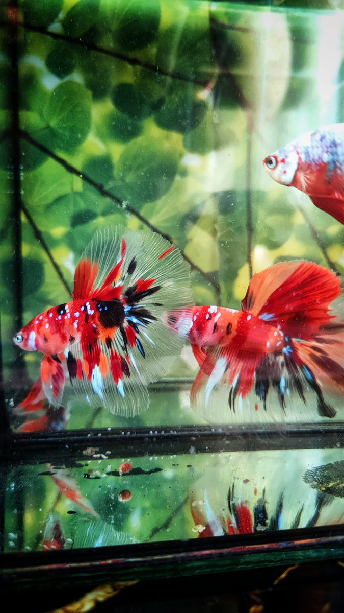 bettabilalerdem's tweet photo. Super Kondisyon ve Renklere sahip Galaxy Nemo HalfMoon Bettalar
.
BE'ttaLowers
.
Brotherhood
.
#betta #bettaturkey #bettathailand #bettaindonesia #bettacommunity #bettalover #hobimizbetta #bettafish #hmpkbetta #hmpkTurkey #hmpktürkiye #hmpktürkiyeclub #beta #betabalığı #siyam https://t.co/WbyUrA5JeW
