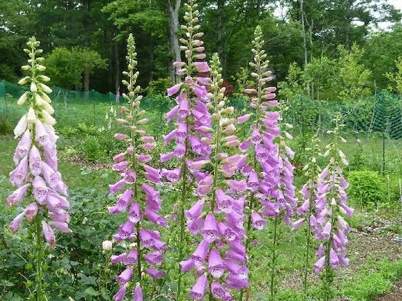 株式会社西花園 東京の観葉植物レンタル 造園 植木屋 Saikaen 1872 Twitter
