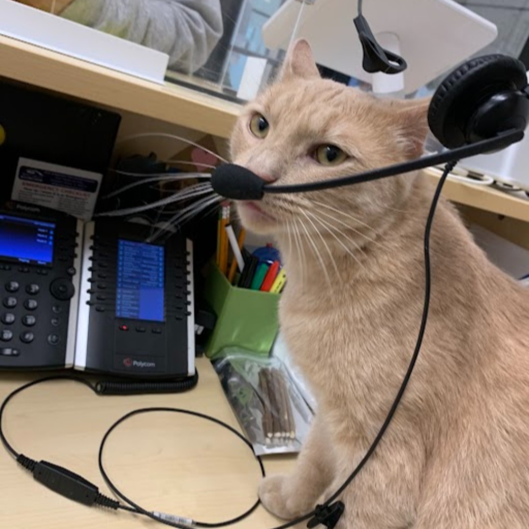 HinsdaleHumane's tweet photo. "Hinsdale Humane Society, this is Simba. How can I help you?"
#bufftabby #tabbycat #simba #lionking #newhire #catsofinstagram #catstagram #animalrescue #adoptlove #adoptdontshop #adoptme #animalwelfare #hinsdalehumanesociety #petrescueandresourcecenter https://t.co/bT1ZMvz8bt