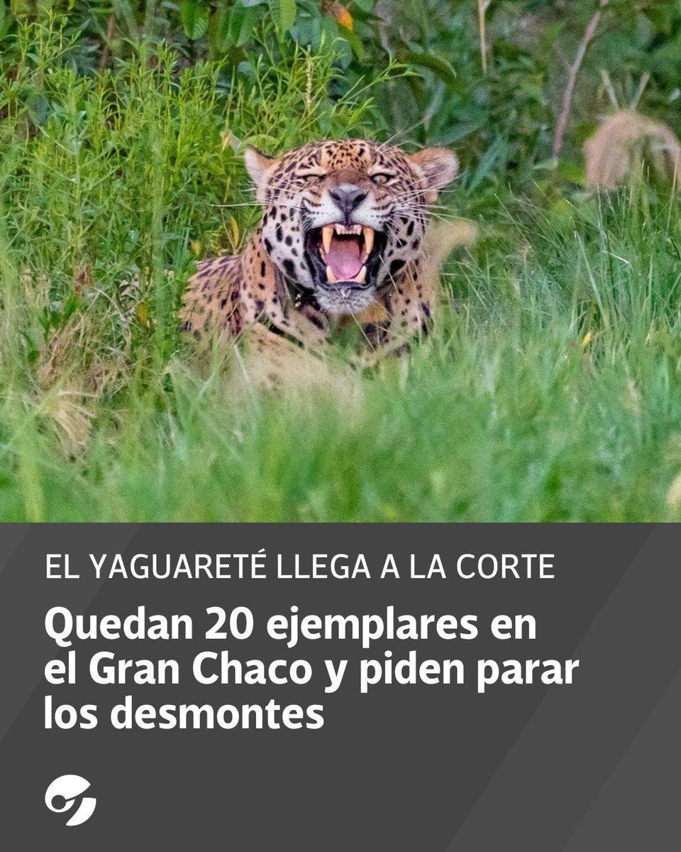 Un pedido de amparo en diez provincias será tratado en una audiencia pública ante el máximo tribunal. El animal está en peligro crítico de extinción. Más: clar.in/3O9Al4n