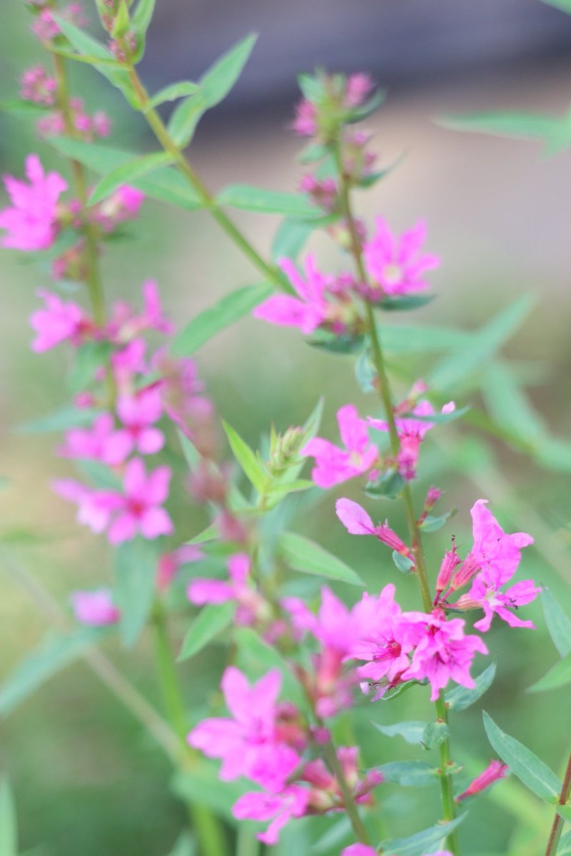 早くもミソハギの花が咲き始めました お盆まであと一ヶ月 もってくれるかな 都筑区 都筑区民ニュース