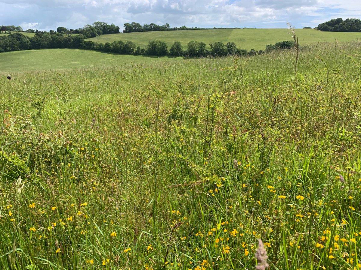 Great to see another new colony for small blue establishing on our networks of arable reversion in our project areas.  This one in our stour valley/stone street network all thanks to commitment of farm @spow004  with help of grazier <a href="/farmer_stu/">stuart jakeman</a>.Farms leading nature recovery 👍🦋