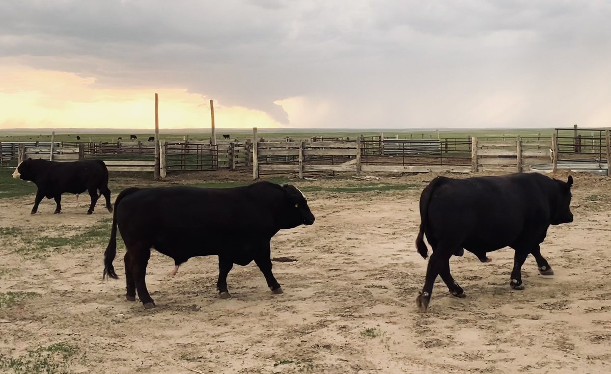 JespersenPD's tweet photo. Just your typical afternoon kicken out bulls 🌪 https://t.co/cqLriXRBCr