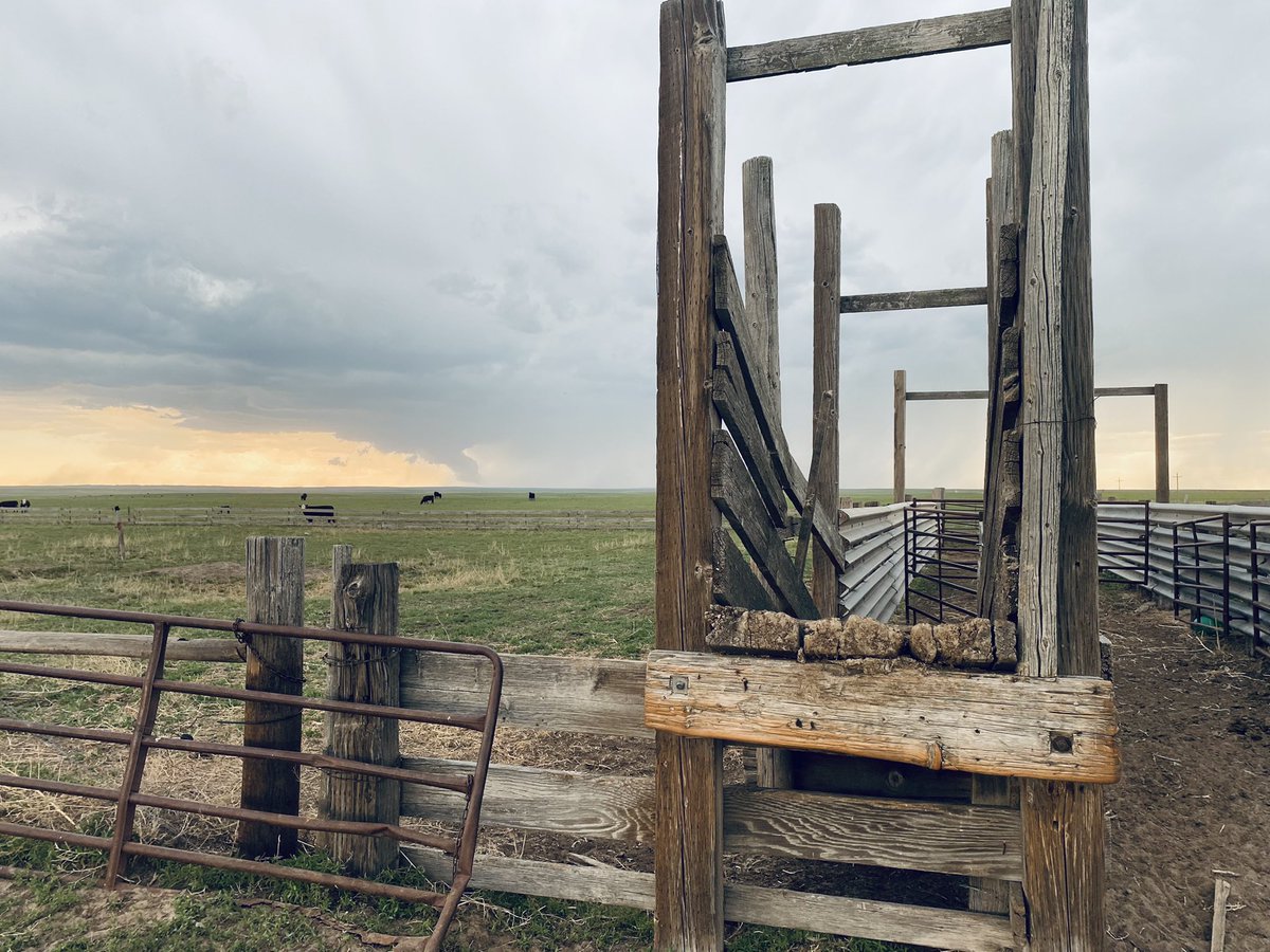 JespersenPD's tweet photo. Just your typical afternoon kicken out bulls 🌪 https://t.co/cqLriXRBCr