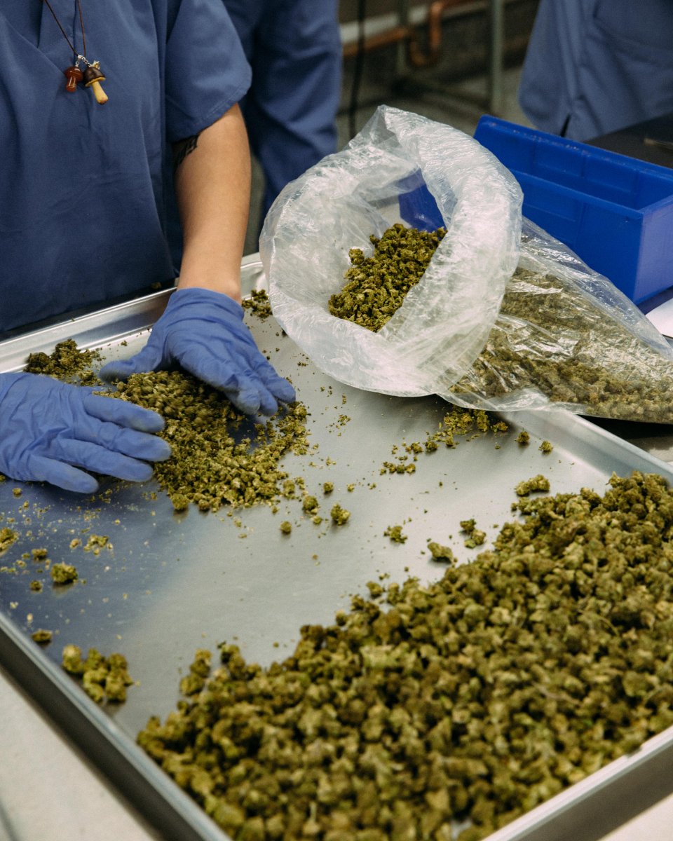 Cookies 🍪 on Twitter "cookies { Delta 8 } and { HHC } blunts start