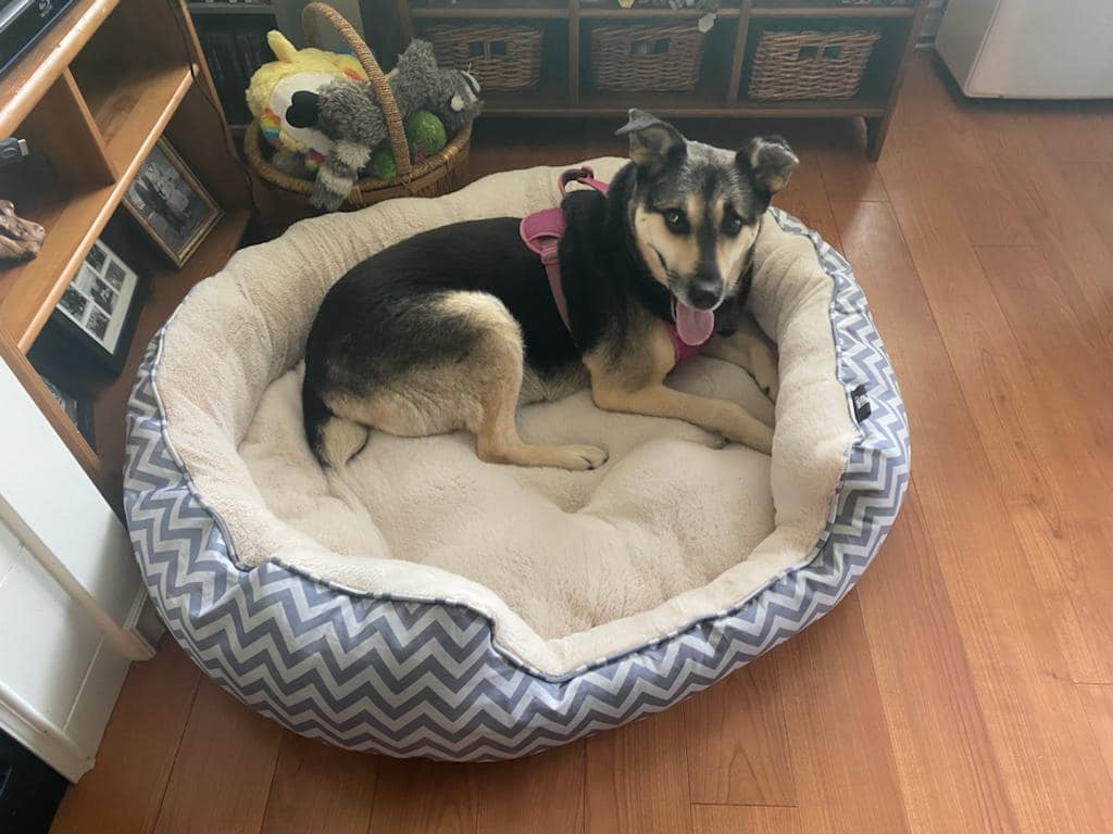 Tali is in love, and the feeling is mutual.🥰

📢Charlotte is heading back to Kabul on Tuesday! I need all of you in a #KSARtweetThunder‼️💗
Can we do it⁉️
Let's do some magic‼️

➡️gofund.me/39c8d6dc

#KSAR 
#IStandWithCharlotte
#CharlotteMaxwellJones
#KabulSmallAnimalRescue
