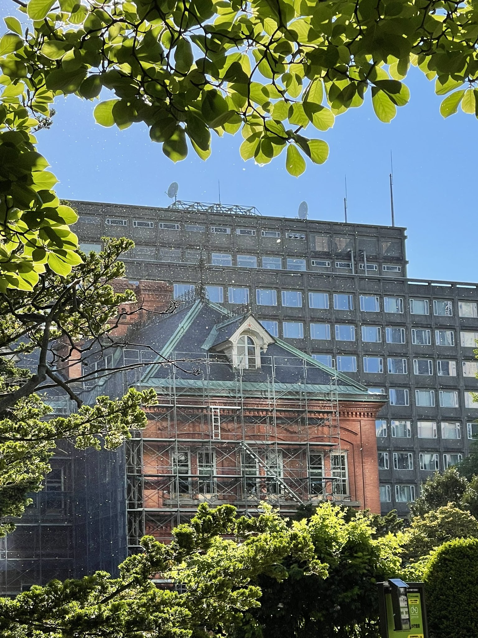 ポプラ綿毛 Twitter Search Twitter