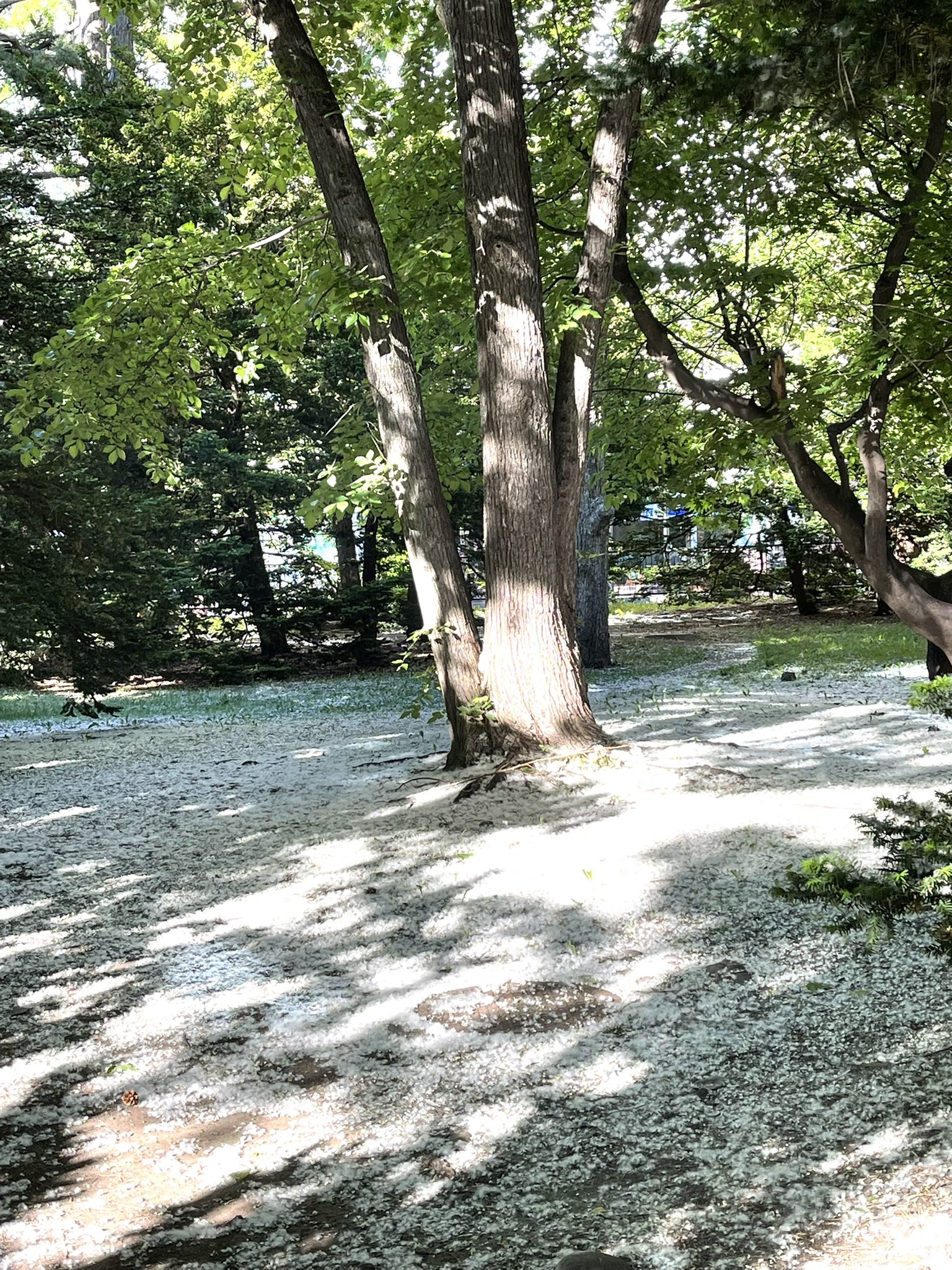 ポプラ綿毛 Twitter Search Twitter