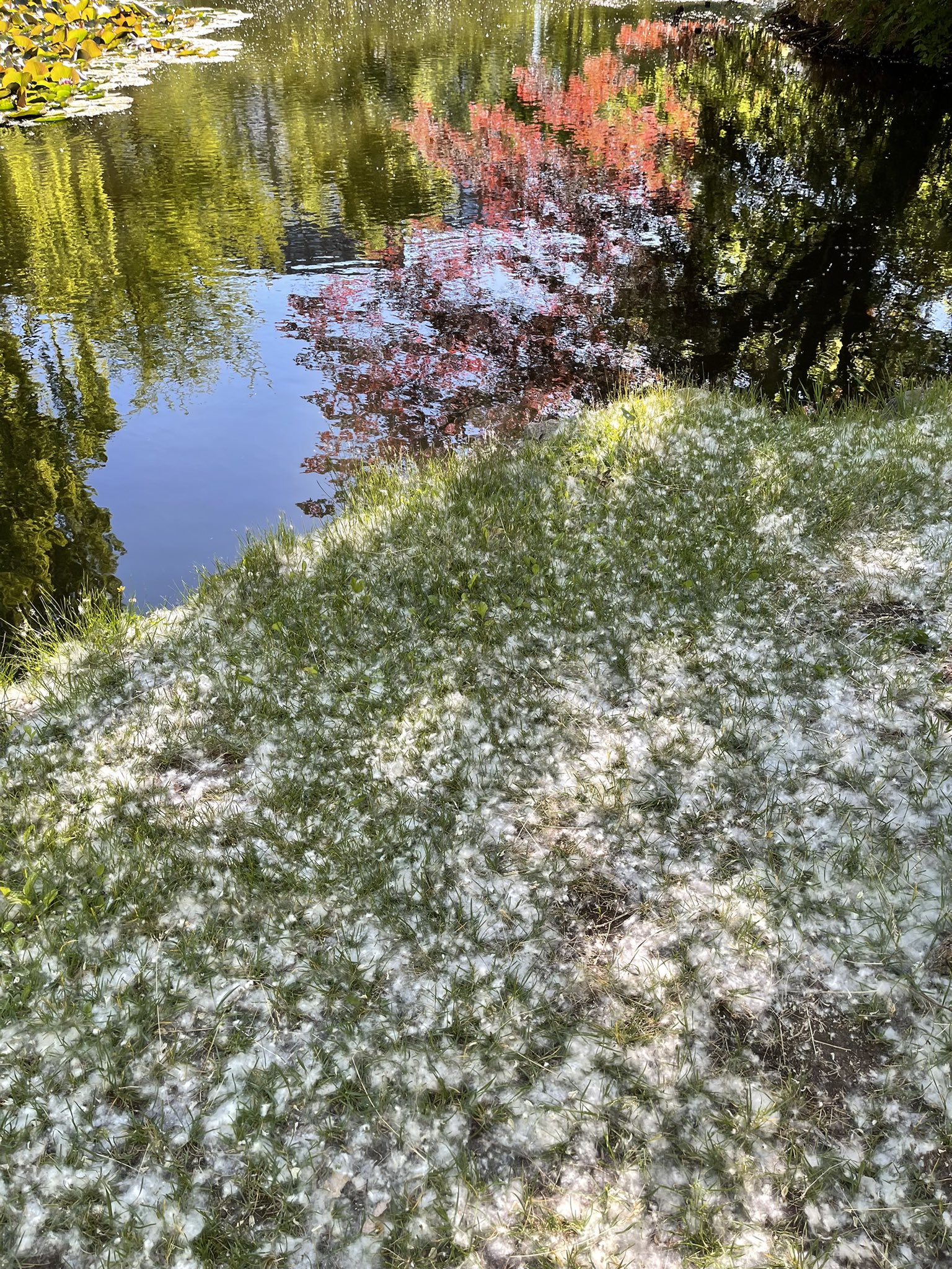 ポプラ綿毛 Twitter Search Twitter