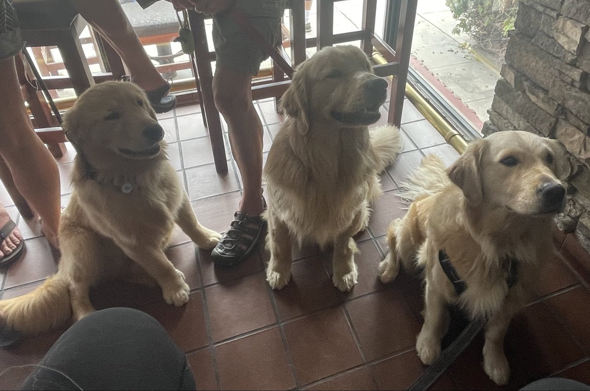 KayKaytravels's tweet photo. Jameson, Enzo and my girl Harper. They are all from the same breeder, and we are friends with their humans. #HarperbytheSea #GoldenRetriever #dogsoftwitter #BarDogs #GRC #ilovegolden_retrievers https://t.co/m7U2hhyUze