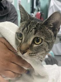 NYCDEATHROWCATS's tweet photo. Survived a house fire!!! The "BRAVE"est cat you'll ever meet!!! This poor girl needs your help!!! Brave was brought to the ACC by FDNY after a devastating fire that resulted in the loss of her family. 
https://t.co/JeSMRAbVuW https://t.co/CGOQjmicsA