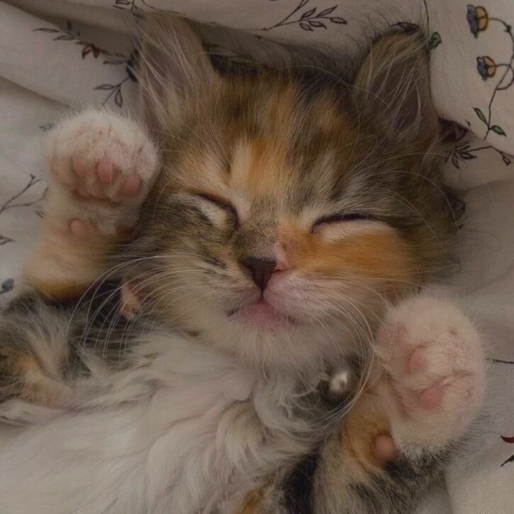 tnyforest's tweet photo. ᰔ this baby is in need of a cg ૮₍ ˃ ⤙ ˂ ₎ა https://t.co/QzVxQ9BPat