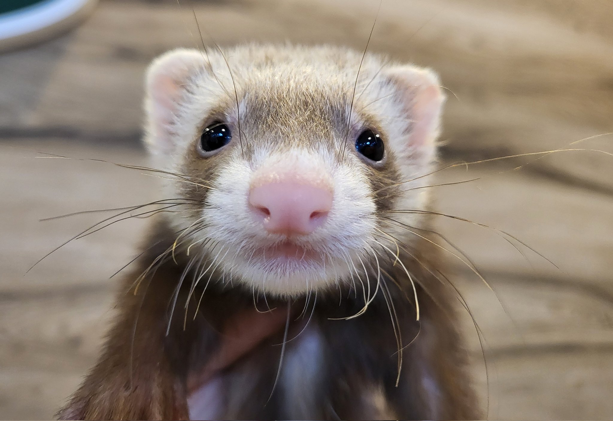 フェレット専門店 フェレットワールド中野店 なにこの子 めっちゃタレ目 可愛いいぃぃぃ 生後2ヶ月半のマーシャルバタスコ女子です フェレット Ferret T Co Wrffpfazys Twitter フェレット専門店 フェレットワールド中野店 なにこの子 めっちゃタレ目 可愛いいぃぃぃ 生後2ヶ月半のマーシャルバタスコ女子です フェレット Ferret T Co Wrffpfazys Twitter