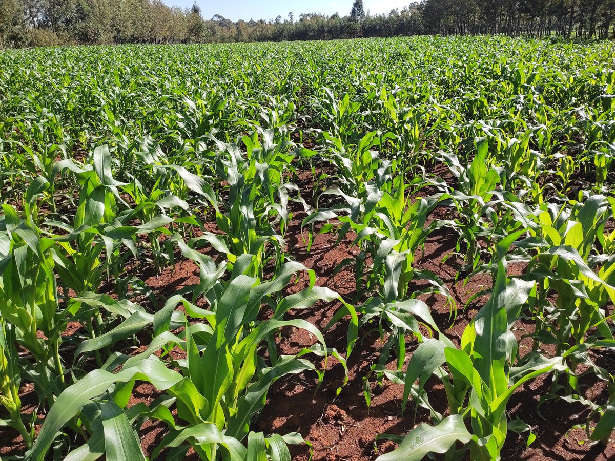 leketetonfarm's tweet photo. Took a break for @PannarSeedZA #Pan691 to try out @_SeedCoKenya #Tembo73 for my Silage customers
#mattersfodder. https://t.co/ArgHWMUDTm