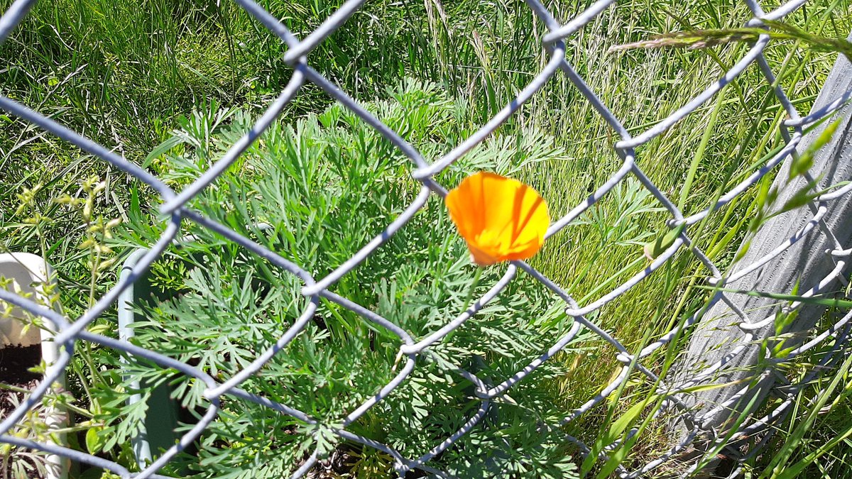 Also does anyone know what type of flower this is??