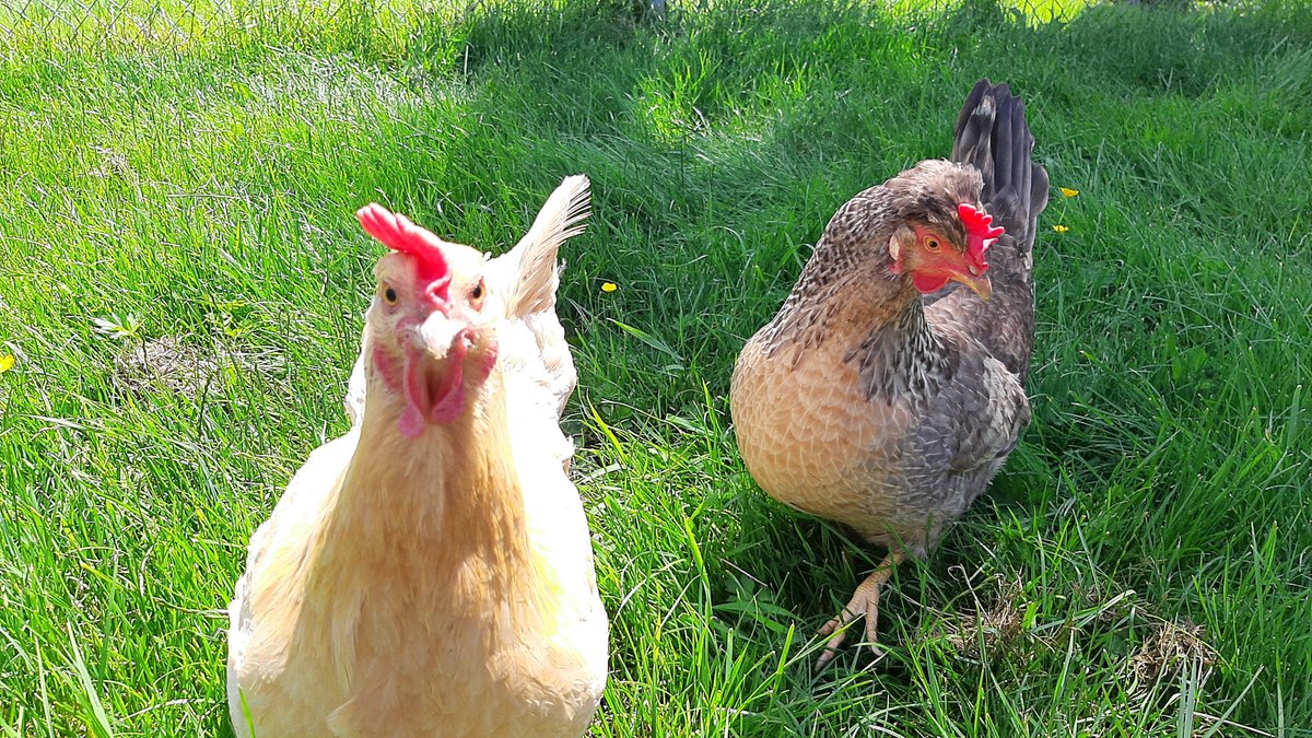 #GoldieandTilly #Chickens #BackyardBirds #Hens
