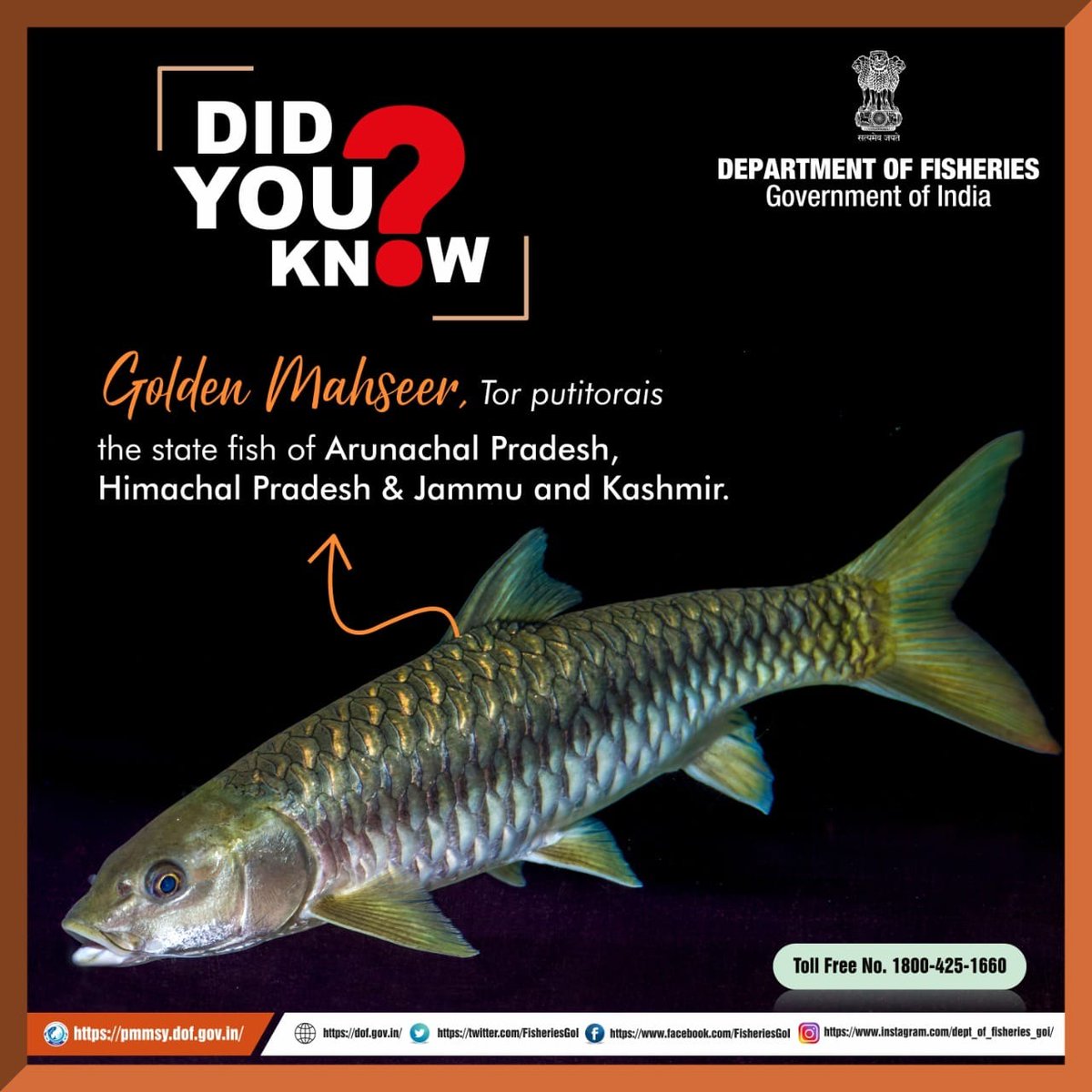 FisheriesGoI's tweet photo. Golden Mahseer is the state fish of #ArunachalPradesh, #HimachalPradesh &amp; #JammuandKashmir. 
#DeptofFisheries https://t.co/3pCSwtvM3n