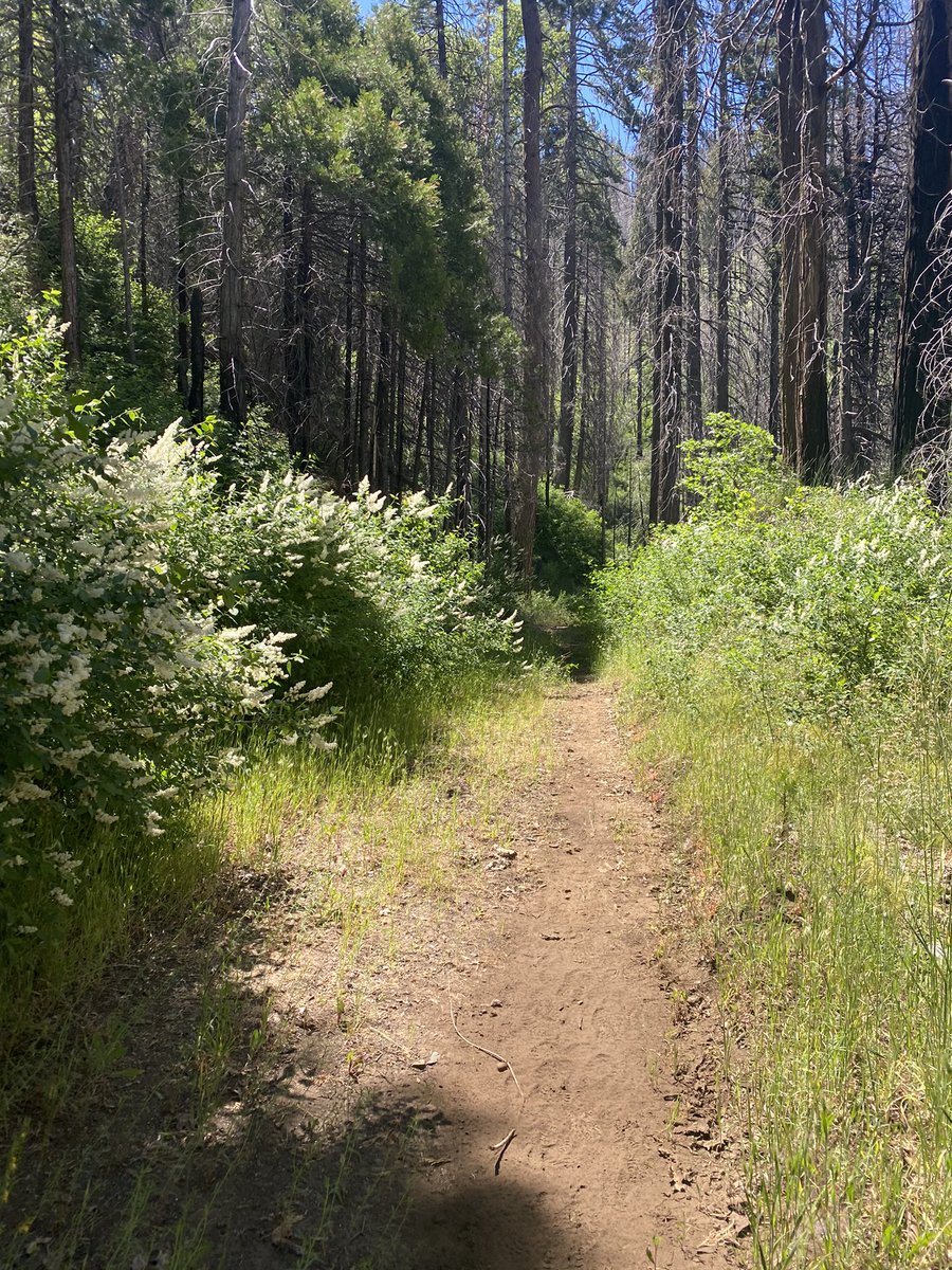 FernetJames's tweet photo. Shadow Of The Giants 50K was extremely hot and challenging but what a beautiful run #GetSprints #TeamIBProFun #SanJoaquinTrailRunning https://t.co/829838BIae