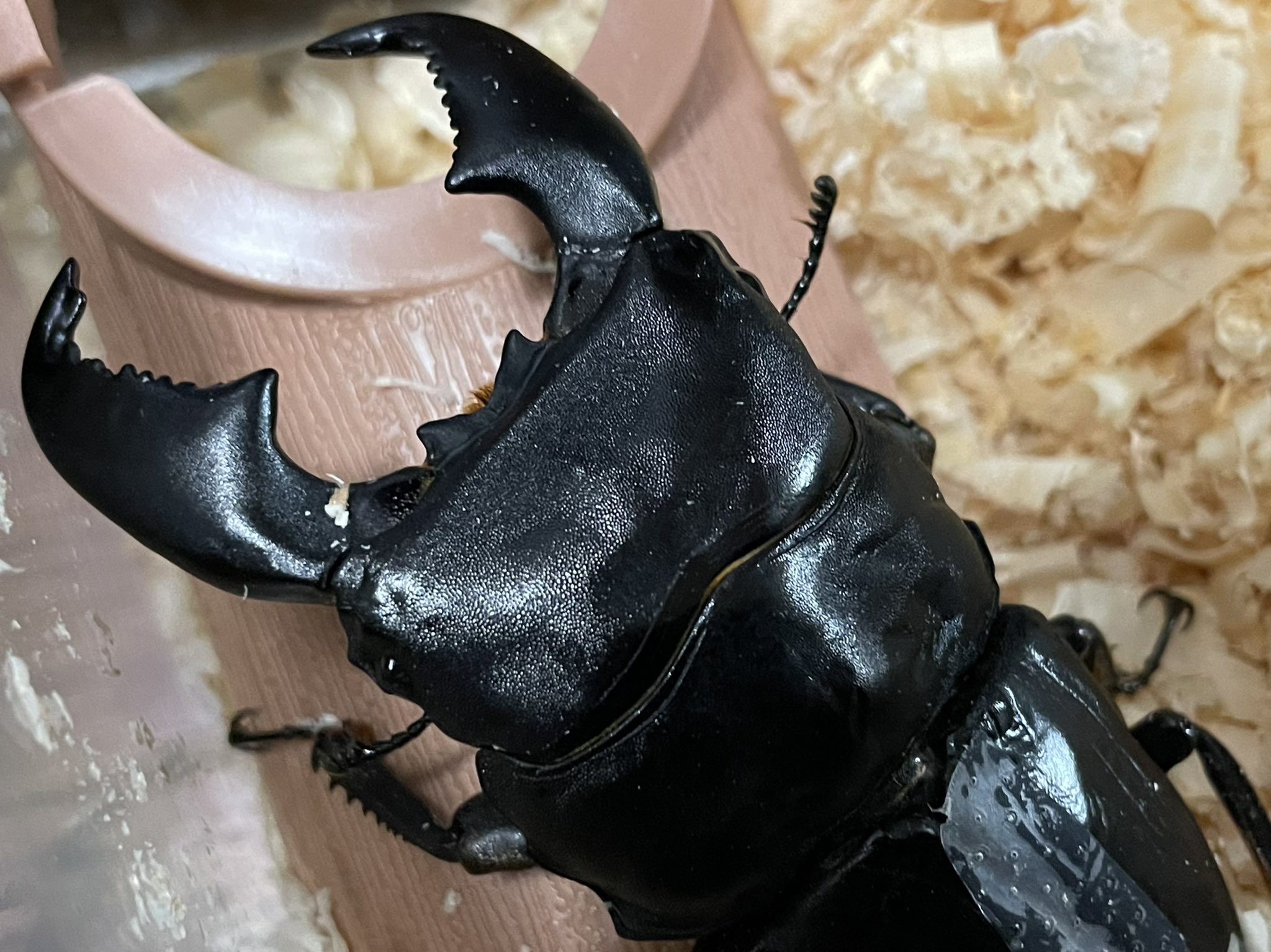 Sundance67 (@Sundance671) / X