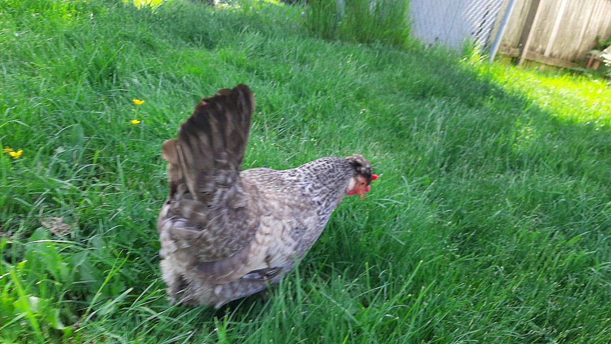 Like and subscribe for more chicken photographs!
#GoldieandTilly #Chickens #BackyardBirds #Hens #urbarnfarm #OthelloFarms #FreeEggs