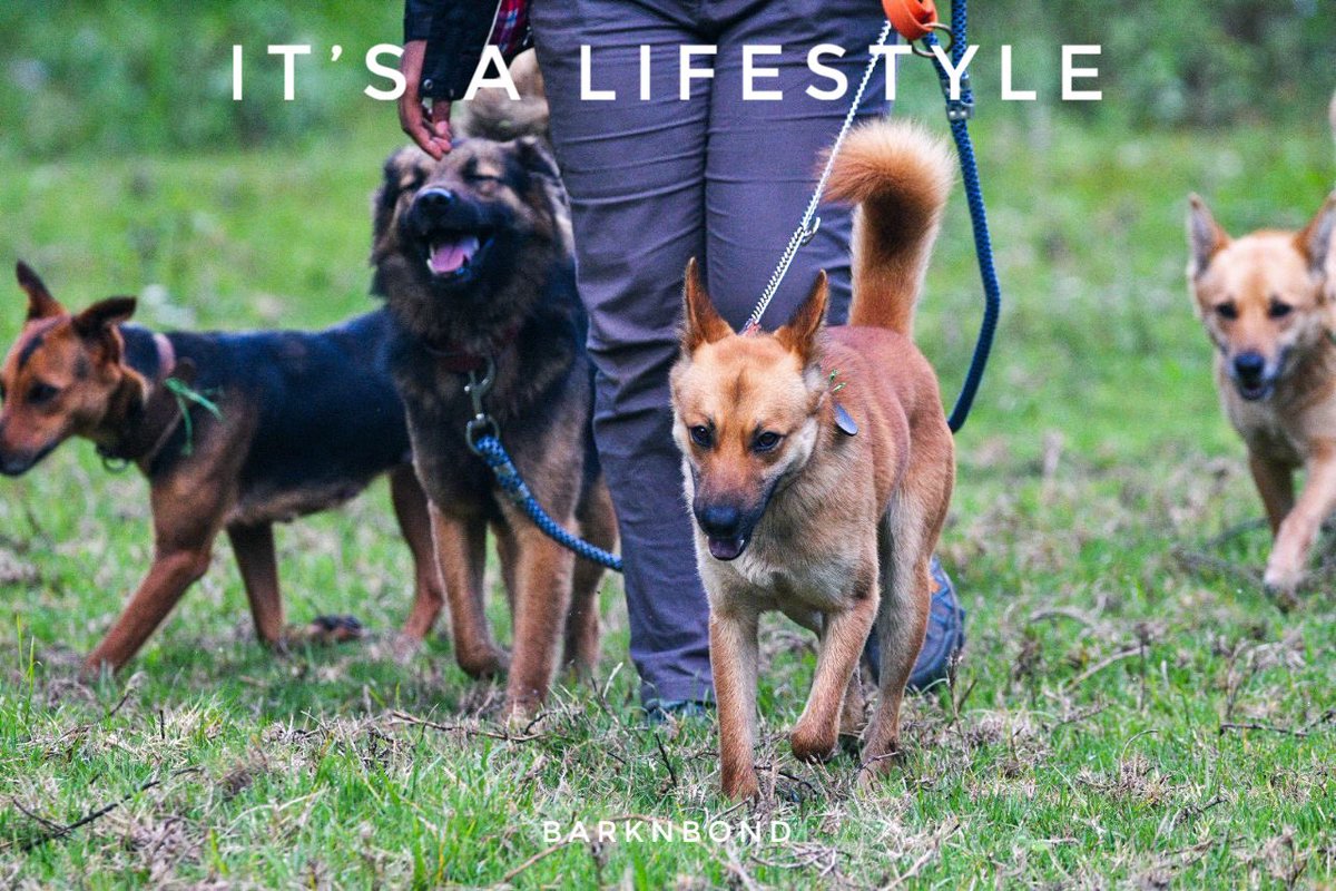 BarknBond's tweet photo. Pet parenting is a lifestyle. It shouldn’t be, a job you clock into and clock out of every day. 

Invest time in learning and creating a routine that’s realistic and sustainable, while meeting all your dogs’ needs. https://t.co/nxpy9VyEZj