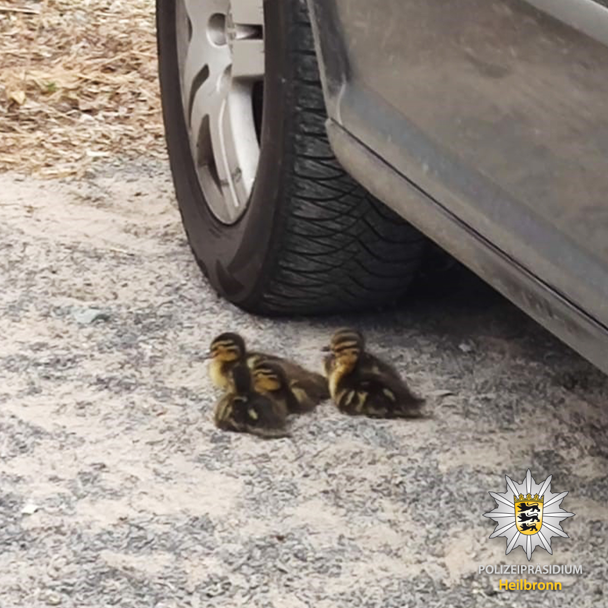 PolizeiHN's tweet photo. Fünf #Entenküken waren vor ein paar Tagen am #Elzstadion in #Neckarelz alleine ohne ihre Mutter unterwegs. 🦆 🦆
Im Revier #Mosbach wurden sie liebevoll erstversorgt. Nun kümmert sich ein Wild- und Vogelexperte um die #Entlein, bis sie wieder in die #Freiheit können. 🦆 🦆 🦆 https://t.co/FXfdqokvhq