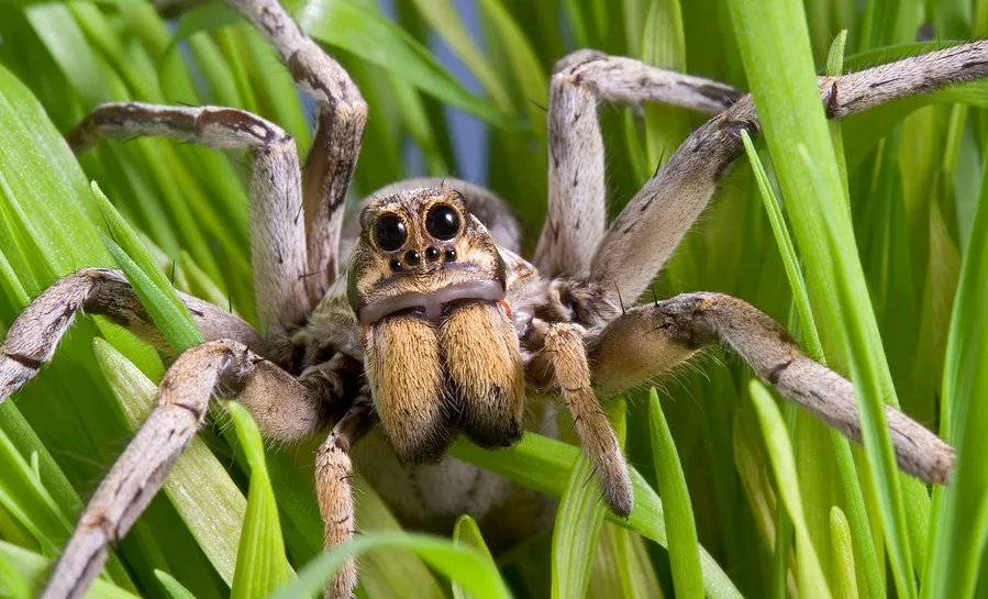 HomeopathyPlus's tweet photo. Remedy: Tarentula Hispanica.
Tarentula is a remedy for constant motion from an overstimulated nervous system that is only relieved by exertion. Children are hyperactive and adults work compulsively.
https://t.co/NXIqlYw29s
#tarentulahispanica #tarentula #overstimulated https://t.co/Xo0BLvlu2K
