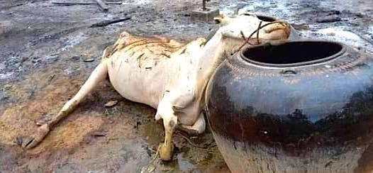 More than 200 of 250 houses were burnt down in Chaung Meeto Village in Sagaing Region’s Wetlet Township when some 60 junta troops raided the village on June 9. A woman, 80, was injured and some 2,000 residents of six villages fled their homes. (Photo: CJ) #WhatsHappeningInMyanmar