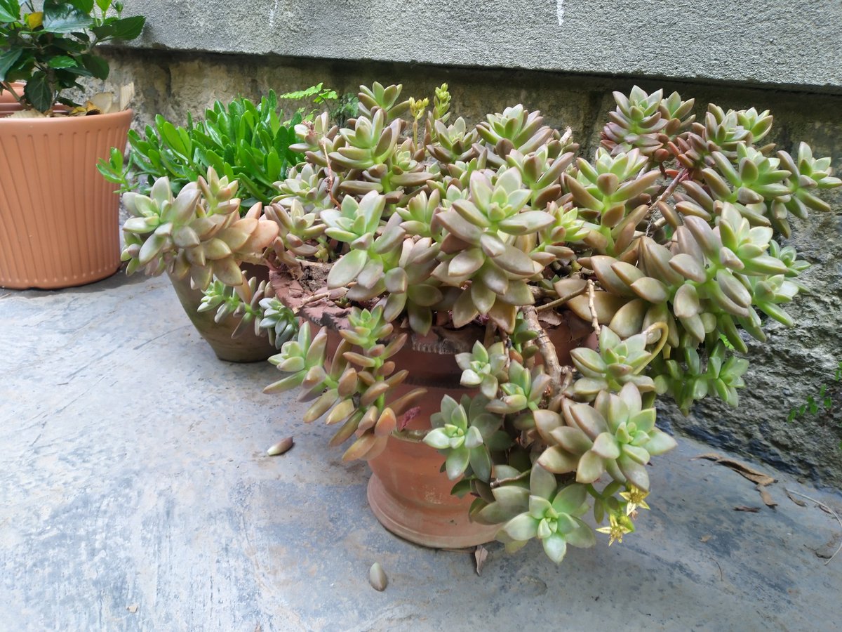 Arshidbaba's tweet photo. Gardening is a delightful experience https://t.co/xKu09Z664l