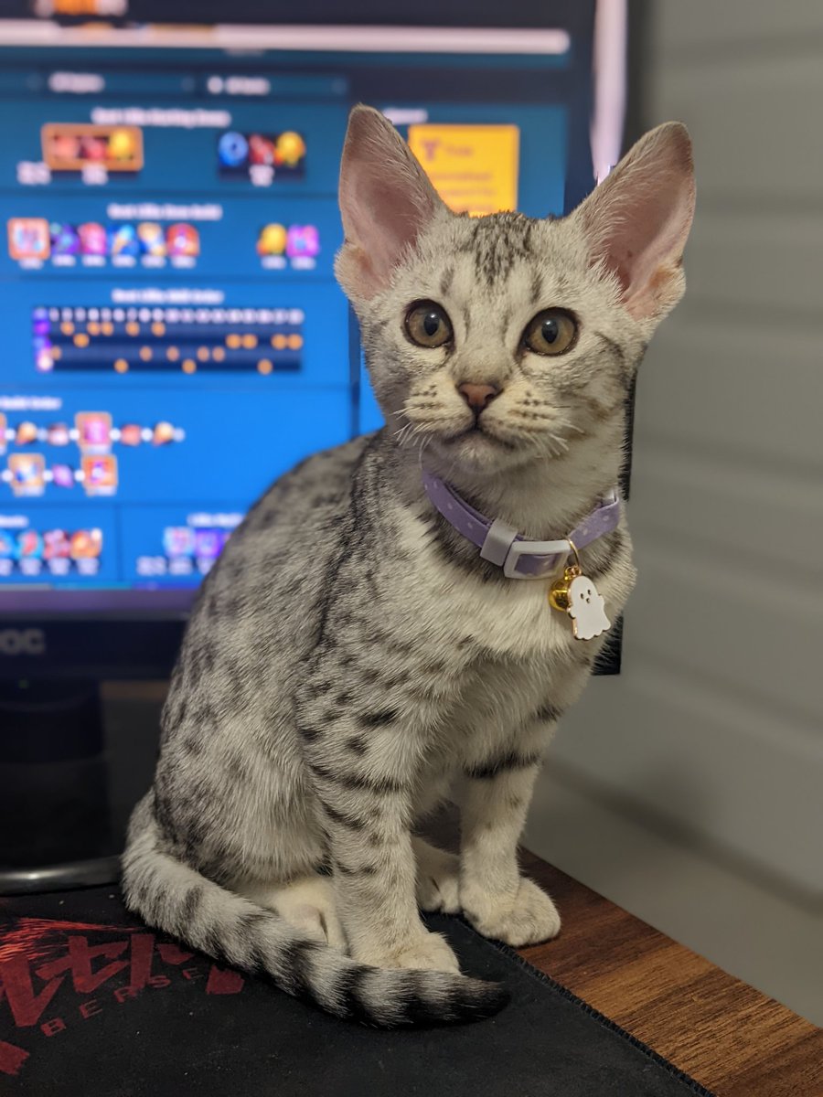MagicTarts's tweet photo. Miss Mochi settling in nicely, already invested in what's happening on the computer screen 😂
#CatsOfTwitter #LeagueOfLegends #ocicat https://t.co/cMRm3aGsFR