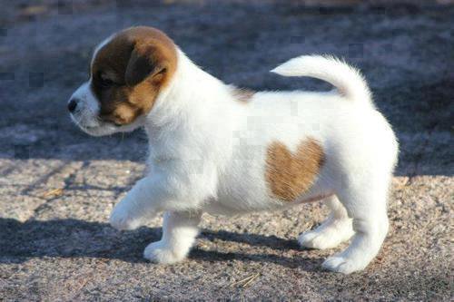 He's got a heart on his belly!