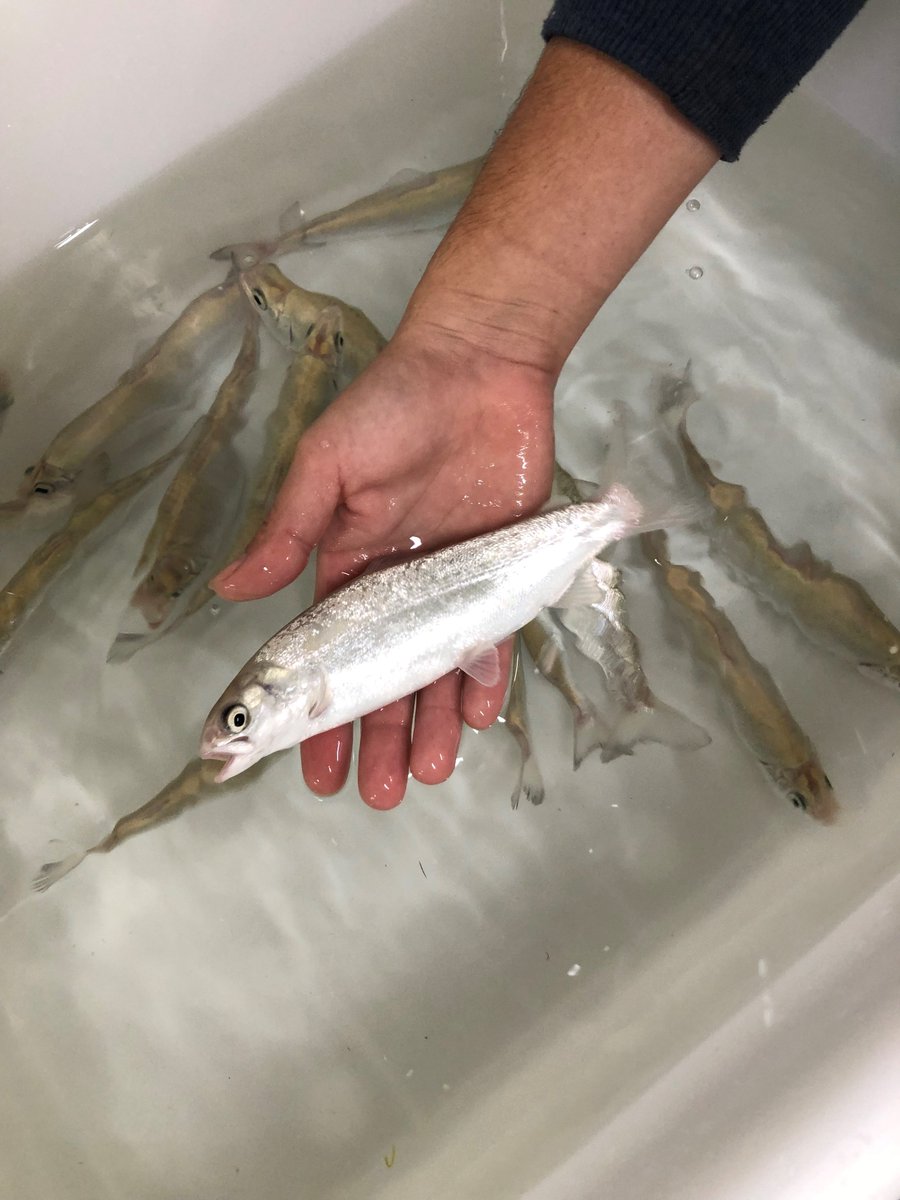 NuSeaLab's tweet photo. Some shiny #salmon doing their bit for #aquaculture #nutrition #research 🐟🐟🐟
#havefuninfishnutrition #AtlanticSalmon #seafood @deakinresearch @DeakinSEBE https://t.co/SmkeZui1lq