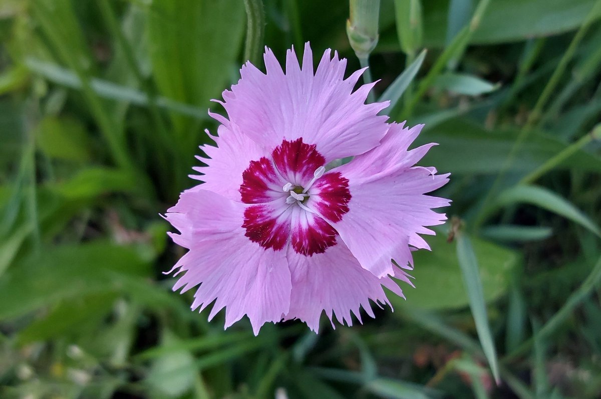 Adriana60147946's tweet photo. Goedemorgen, fijne maandag allemaal. #natuur #anjer Good morning followers.#flower https://t.co/KTipLEKSde