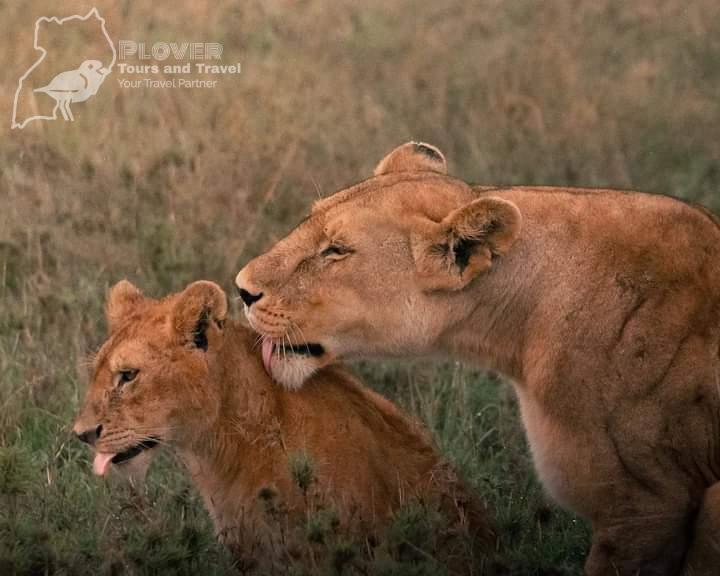 PloverTours's tweet photo. New week new blessings. 
Another chance to be in the wilderness. 
See how calm this mother and cub are.
#inbox
info@plovertoursandtravel.com
#tourism
#adventureUg
#plovertours
#uniquelyours https://t.co/3rypQYyUwi