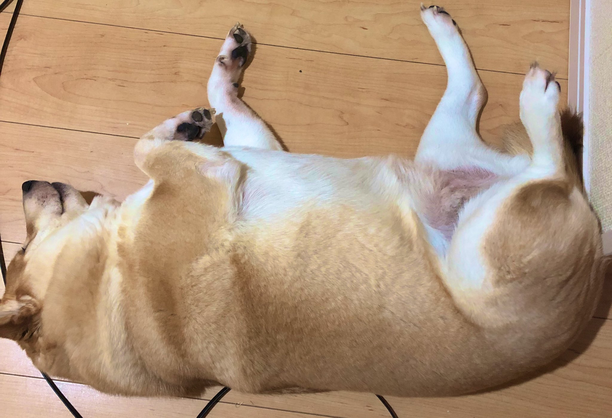 食パン犬 Twitter Search Twitter