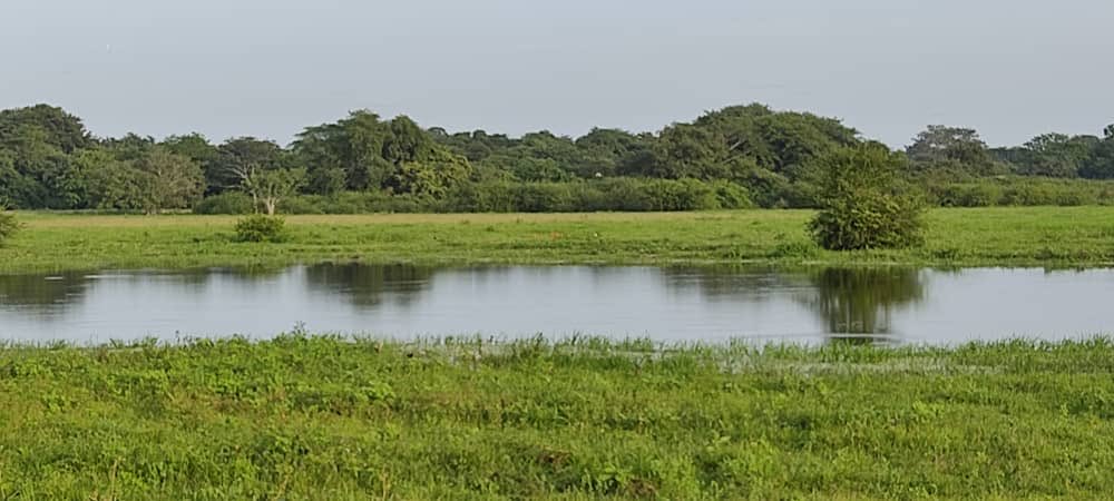 rafaelarraiz's tweet photo. En el hato Cristero en Barinas. Un paraíso de aves, ganado y chigüires, con sus esteros y lagunas. El llano en todo su esplendor, con un garcero de miles y miles al atardecer. https://t.co/1pZeXQo7tL