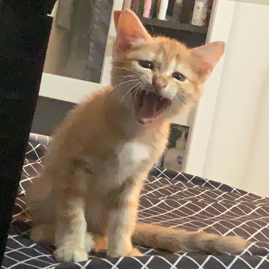 Why is orange so good at arguing?