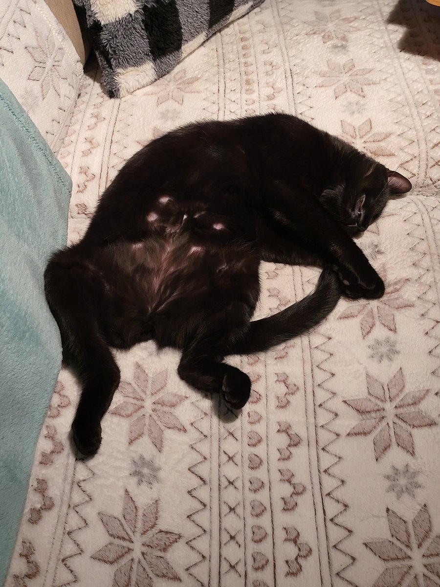 9LivesOfSandy's tweet photo. Happy belated lazy #Caturday #CatsOfTwitter  #CatsOnTwitter  #cats #catgirl #fangs #catfangs https://t.co/rIFtNFcZIF