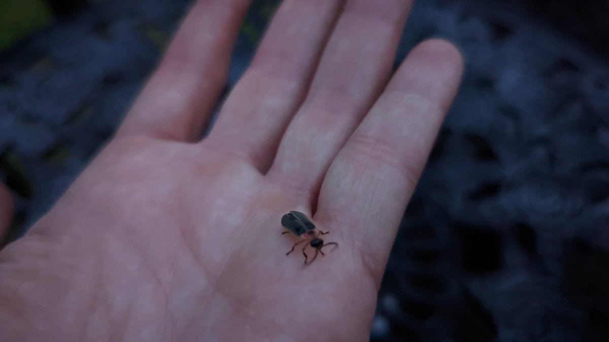Lightning bugs are back in full force tonight.

Saw a lone one or two last week, but tonight there are many.

<a href="/KathyOrrFOX29/">Kathy Orr</a> has a look at what other nights are good to spot fireflies in your 7 day at 10 on <a href="/FOX29philly/">FOX 29</a>