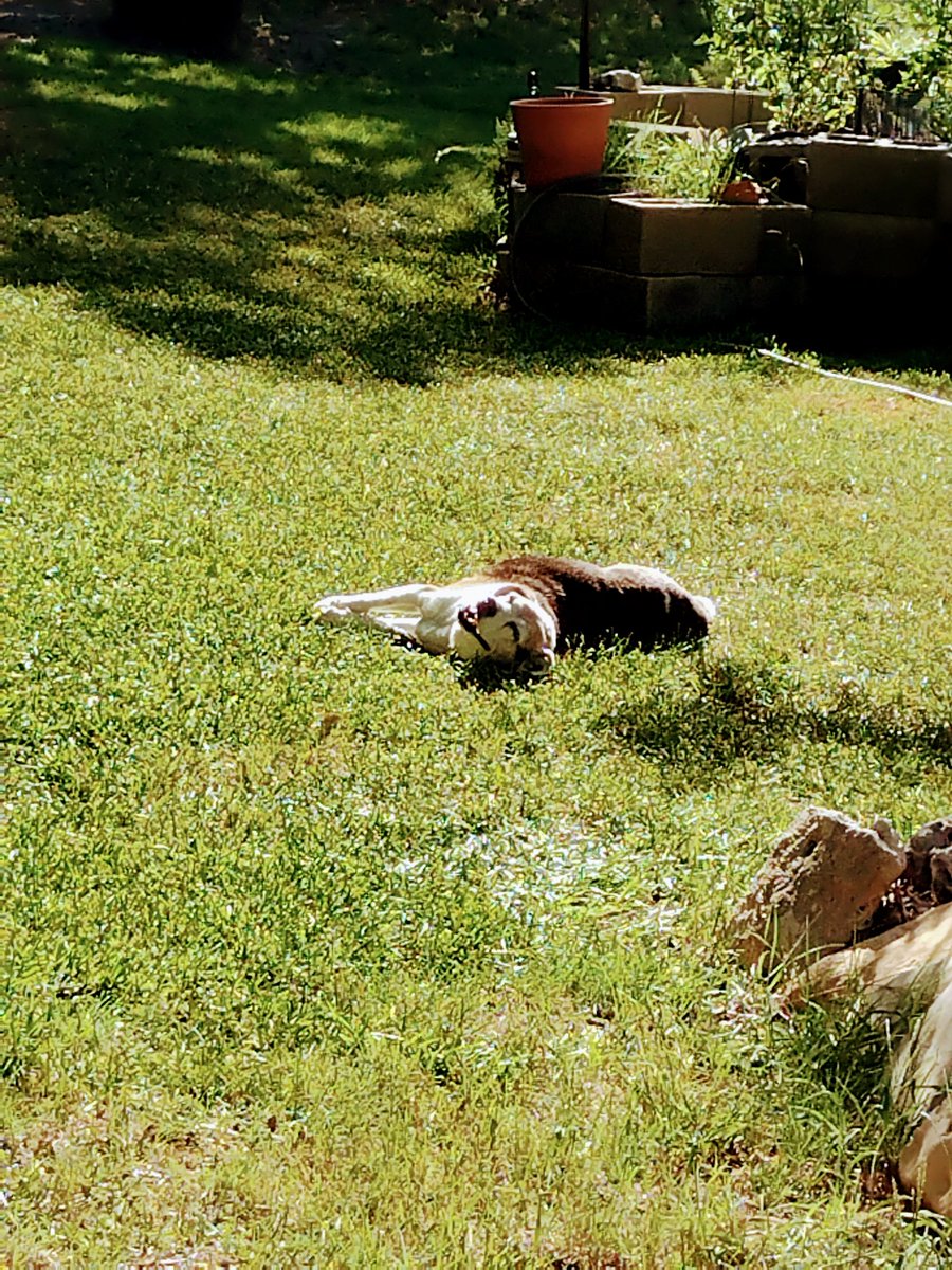 Bailey_Beagle's tweet photo. Me, imitating the solar- powered beagle, ROFL 😂😂🌡️🥵🔥‼️ https://t.co/LXqQHgBBvL