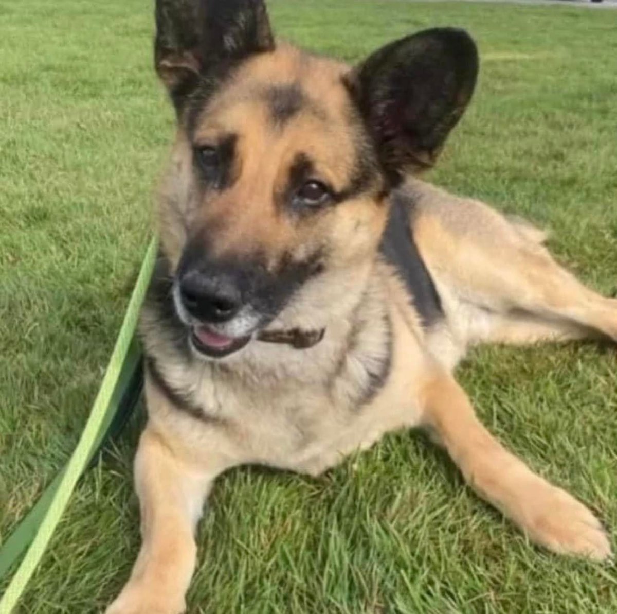 mnkpejic's tweet photo. If you are interested in opening your doors to Max Short Legs😍 please email us at 

➡️KSARadopt@gmail.com 

and let us know!

📢Charlotte is heading back to Kabul on Tuesday!  Let's do some #KSARtweetThunder magic‼️🥰
 
➡️https://t.co/nHNuprWcUq

#KSAR 
#IStandWithCharlotte https://t.co/qKtMQP38sE