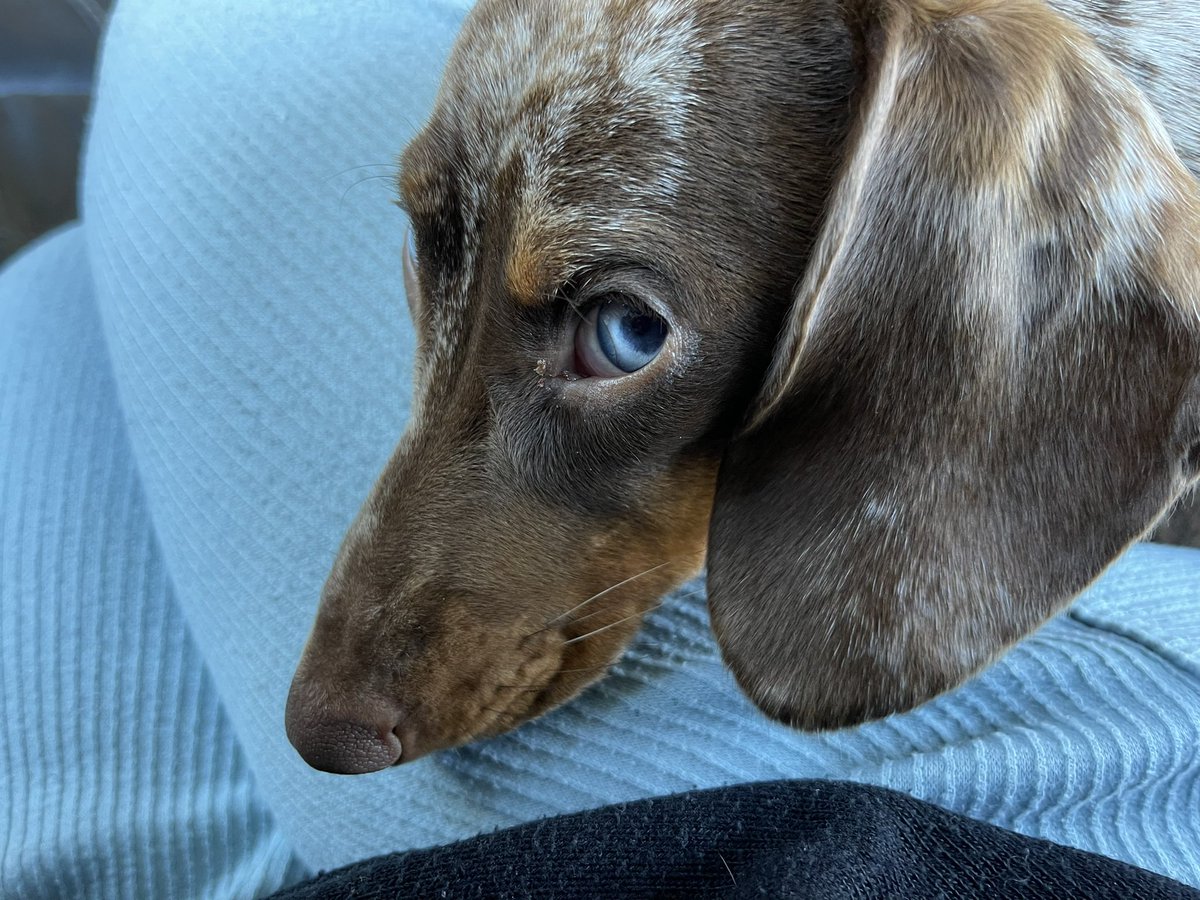 Lisa Bell tweet media