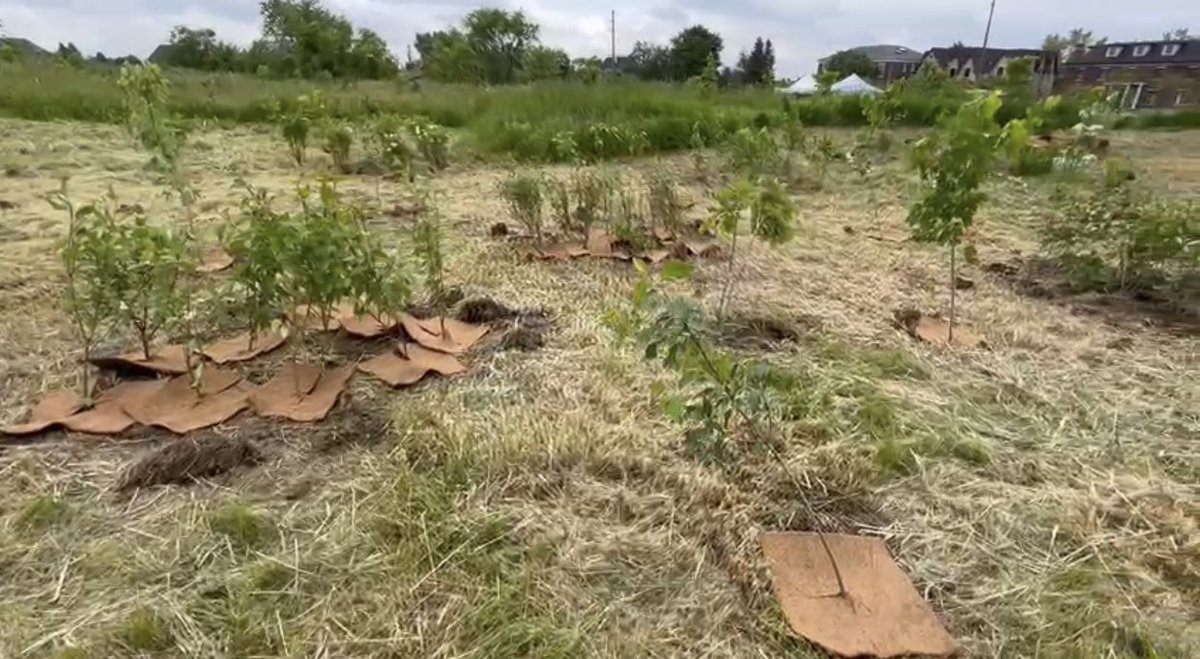 EcosikhC's tweet photo. Great event on a morning that started with heavy rain and ended the sun shining on 300 #trees planted in the ground by @EcosikhC &amp; @FaithCommonGood as part of an #interfaith planting event supporting a @TRCA_HQ reforestation at New Forest North in @City_of_Vaughan    #climate https://t.co/bbBSHfsgQb
